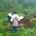 The staff members of Mweso Hospital preparing burial site for the bombing victims on Friday last week. PHOTO URN