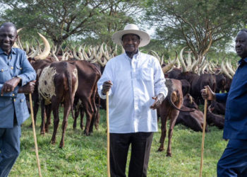 President William Ruto (grey suit), Ugandan President Yoweri Museveni (white shirt), and ODM leader Raila Odinga having a discussion in Uganda. PHOTOS PPU.