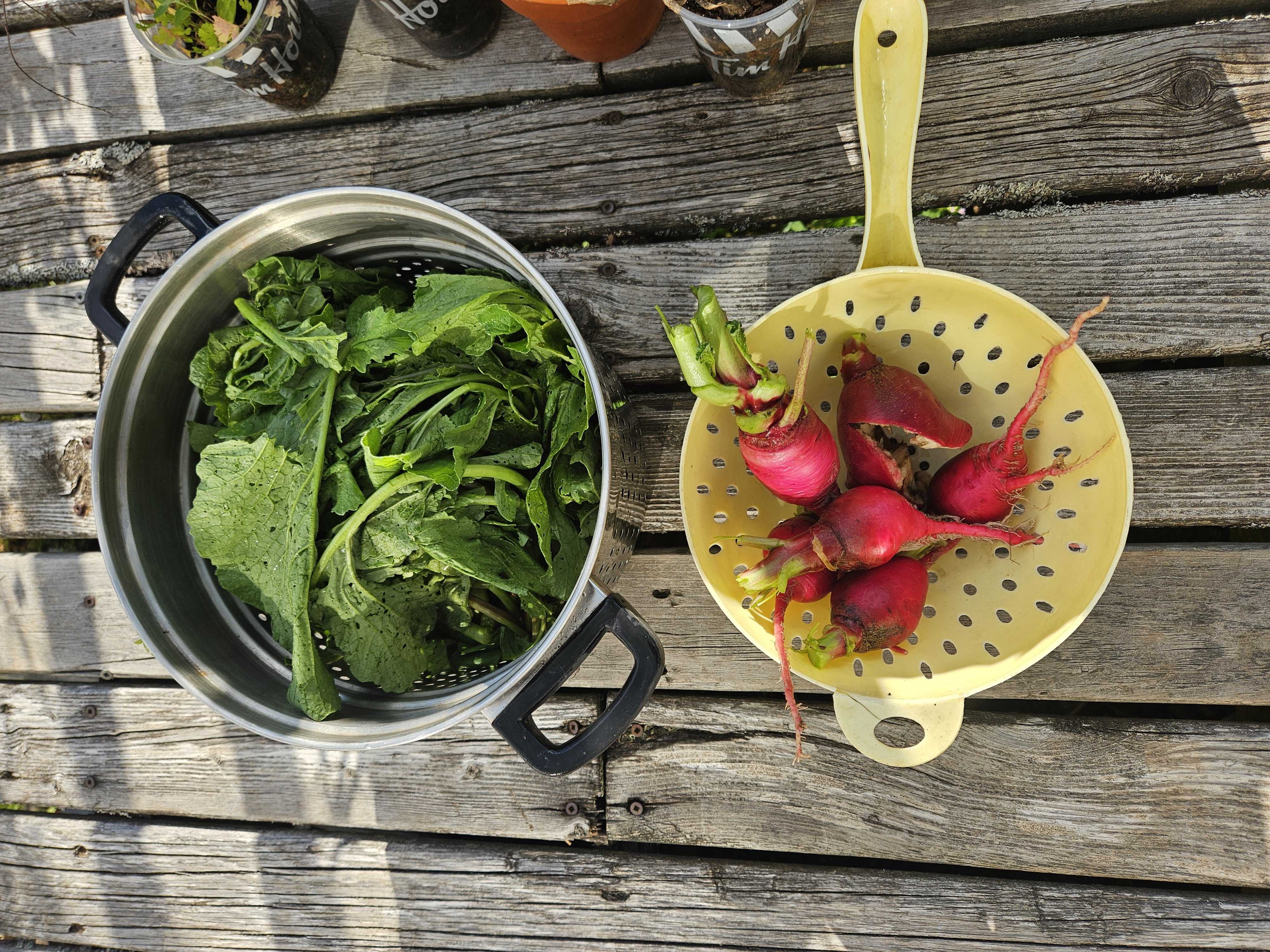 Growing Food in New Brunswick, Canads