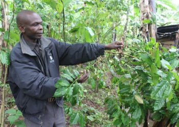 Peter Kibeti with an Arabica coffee plant on his farm in Bududa. Farmers are having to comply with EU regulations on deforestation and child labor if they are to continue to trade with this valuable market. Credit:Wambi Michael/IPS