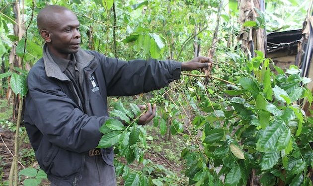 Peter Kibeti with an Arabica coffee plant on his farm in Bududa. Farmers are having to comply with EU regulations on deforestation and child labor if they are to continue to trade with this valuable market. Credit:Wambi Michael/IPS