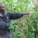 Peter Kibeti with an Arabica coffee plant on his farm in Bududa. Farmers are having to comply with EU regulations on deforestation and child labor if they are to continue to trade with this valuable market. Credit:Wambi Michael/IPS