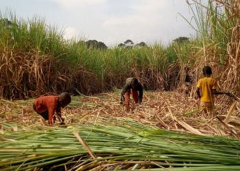 The horror of Luuka’s sugarcane plantations is epitomized by the exploitation of children—innocent lives used as cheap, expendable labor.  Image maybe subject to copyright.