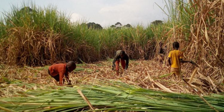 The horror of Luuka’s sugarcane plantations is epitomized by the exploitation of children—innocent lives used as cheap, expendable labor.  Image maybe subject to copyright.