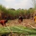 The horror of Luuka’s sugarcane plantations is epitomized by the exploitation of children—innocent lives used as cheap, expendable labor.  Image maybe subject to copyright.