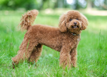 Pooddle Dog - Image from Google, might be subject to copyright