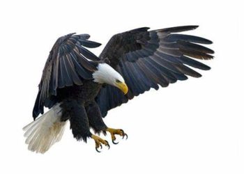 The world does not belong to those who remain bound by fear, doubt, and hesitation. It belongs to those who dare to be like the eagle—relentless, fearless, and unwavering in their pursuit of greatness. Image maybe subject to copyright.